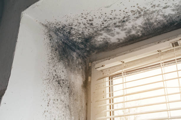 Affordable Mold Remediation solutions in Holley, NY